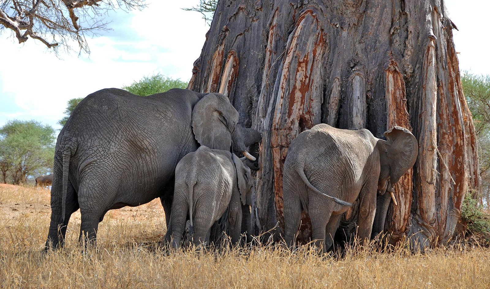 Massive Elephant Herds beneath Ancient Baobab Trees Tarangire
