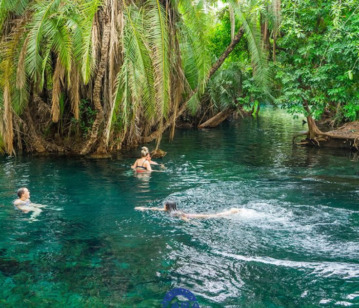 Small fish swimming near underwater roots in clear pool waters