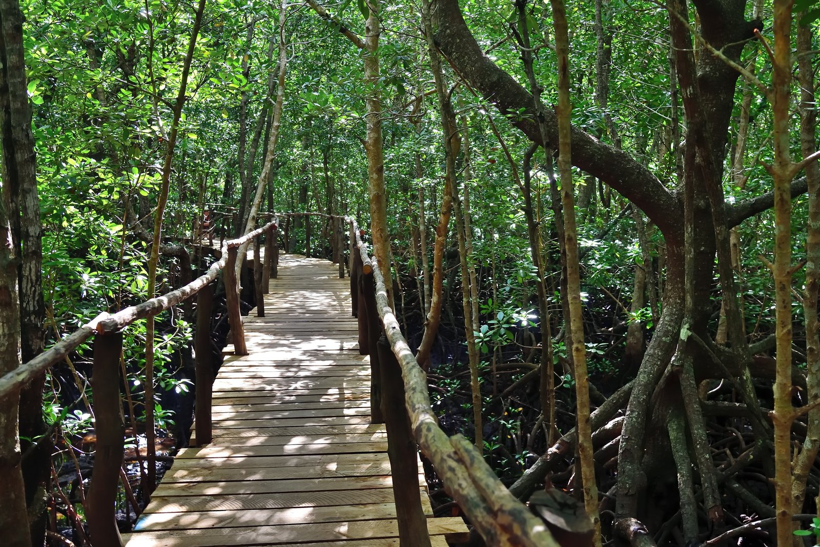 Elevated wooden boardwalk path winding through the twisting salt water mangrove roots in Jozani Chwaka Bay