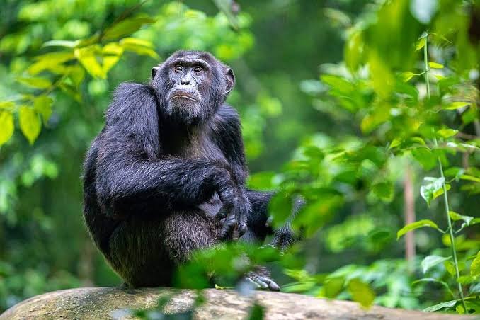 Primates moving through dense green canopy leaves