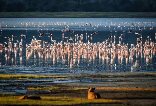 Massive pink flamingo colonies feeding along the shallow alkaline shoreline beds of Lake Manyara