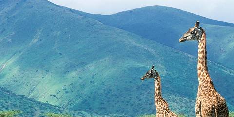 Towering reticulated giraffes feeding on acacia branches near Mikumi pools