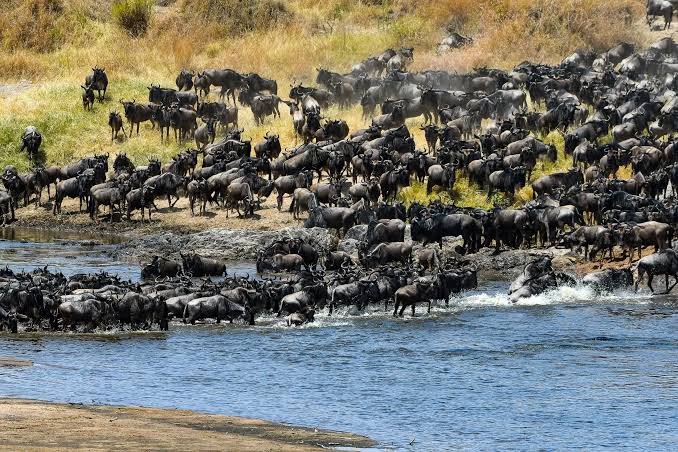 Vast wildebeest migration columns stretching across the flat horizons of the Serengeti plains