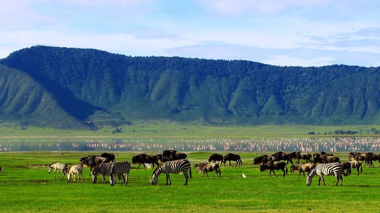 Misty pristine cloud forest roads twisting up along the Ngorongoro crater rim mountains