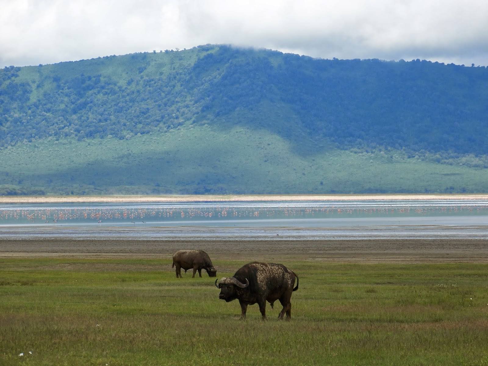 Unenclosed pristine landscape floor of the volcanic caldera eden at Ngorongoro