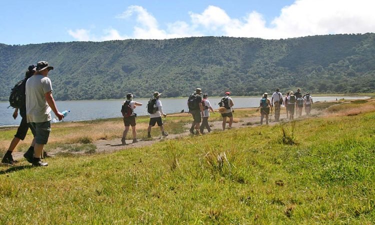 Wildebeest and zebra columns moving along the plains paths