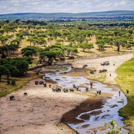 Wildlife converging along Tarangire River Lifeline