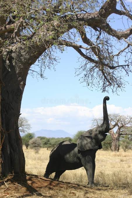 Huge elephant herds gathering under enormous ancient baobab trees along the dry plains of Ruaha National Park