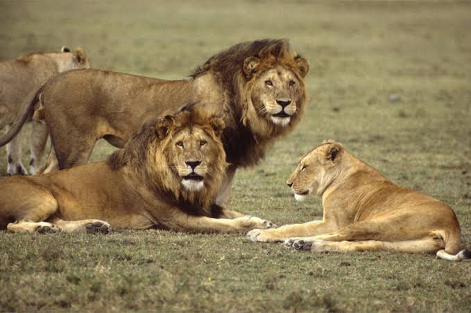 Gourmet private safari bush dining and sundowners on the edge of the Great Ruaha River