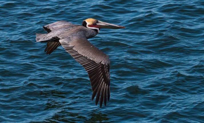 Pristine lake shoreline marshes with rare birds in Rubondo Island