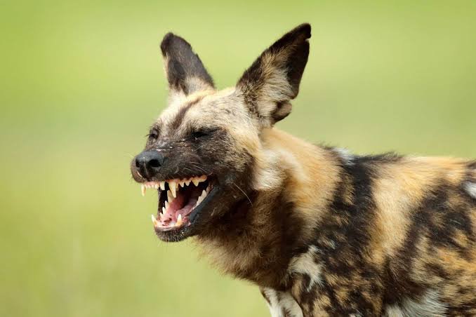 Rare African wild dog standing in the golden dry grass plains of Selous Nyerere National Park