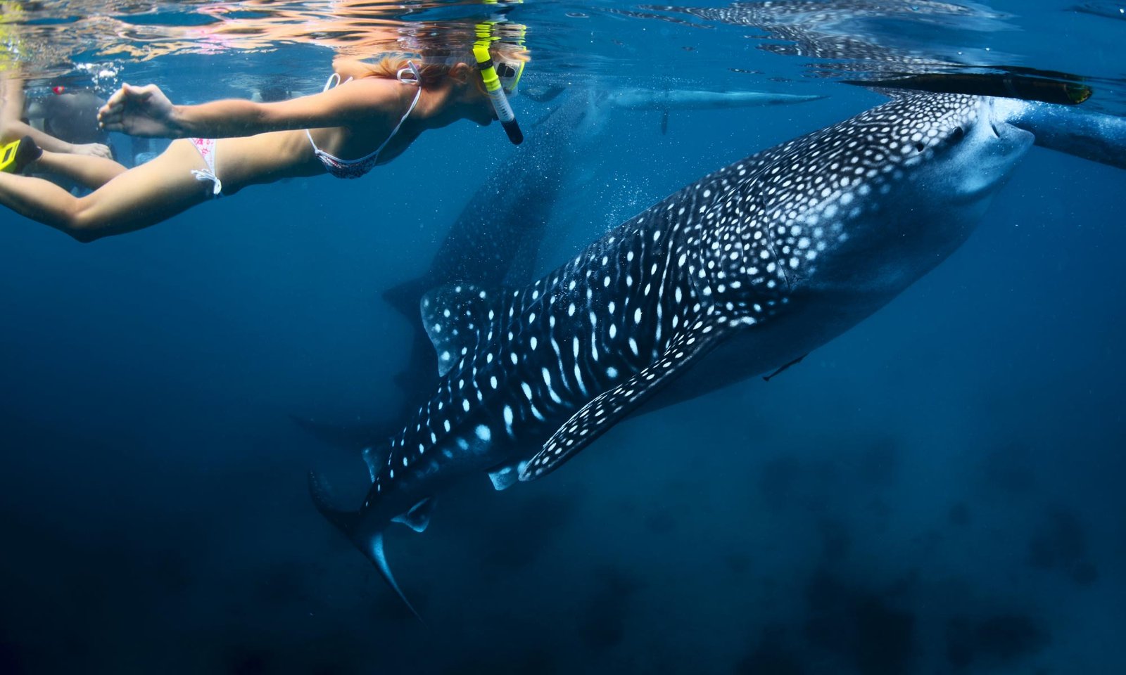 Magnificent whale shark swimming through the blue tropical ocean water near Mafia Island