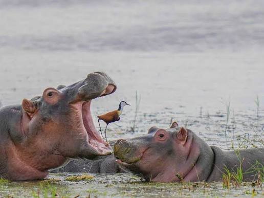 Bird Watching Paradise Swamps Tarangire