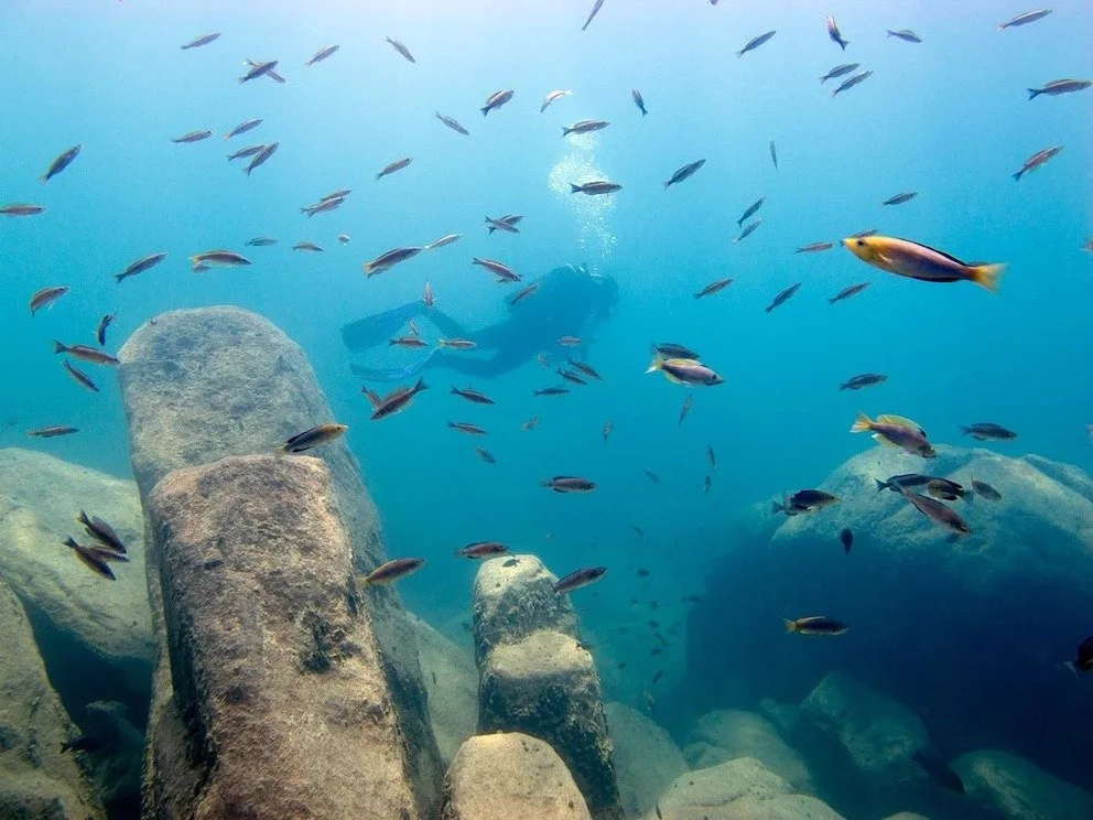 Vibrant colored cichlid fish swimming along the rocky freshwater reefs of Lake Tanganyika