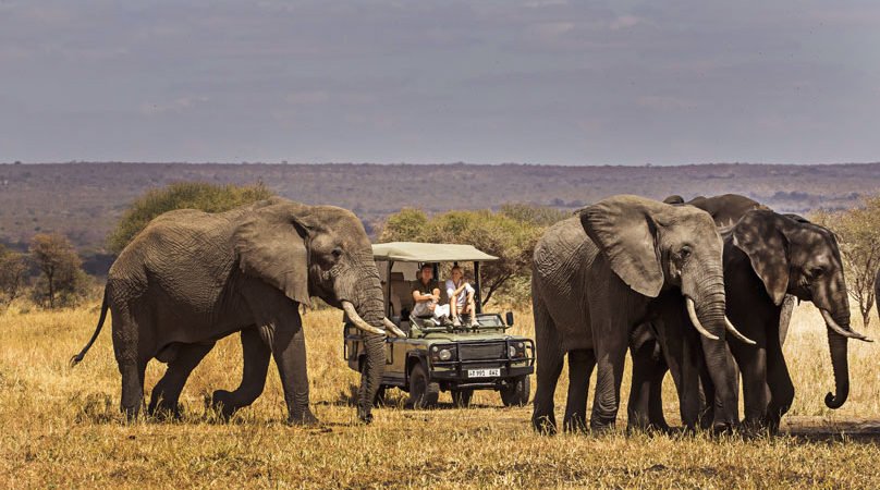 Massive raptor soaring past ancient giant baobab valleys inside Tarangire National Park