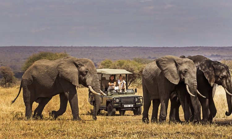 Ancient giant baobab tree valleys inside Tarangire National Park backdrop for raptor nesting