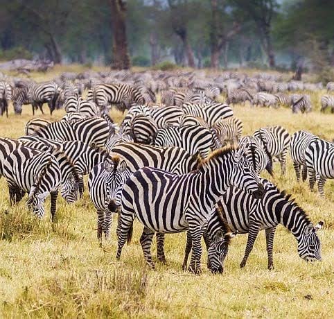 Safari land cruiser driving across Serengeti savanna grasslands during dawn game tracking