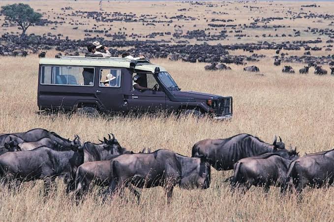 Luxury safari lodge infinity pool overlooking elephants drinking at an active watering hole in the Serengeti