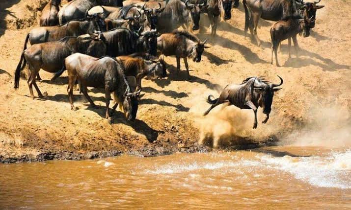 Wildebeest columns interacting near the Mara River bank during migration tracks