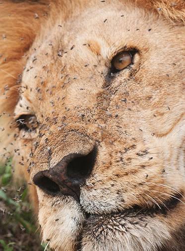 A huge pride of lions interacting and feeding on buffalo on the sandy plains of Ruaha national park