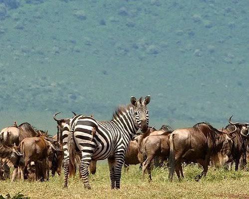 A family of elephants walking past a safari land cruiser inside Tarangire National Park